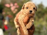 Maltipoo Mini Boy Asili Bebekler