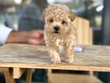 Maltipoo mini boy asili bebekler