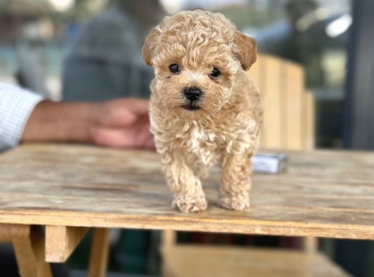Maltipoo mini boy asili bebekler