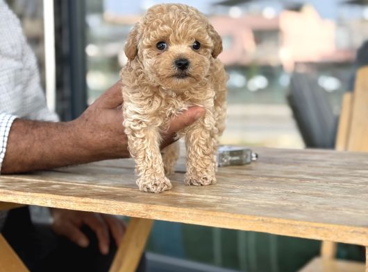 Maltipoo Mini Boy Asili Bebekler görsel