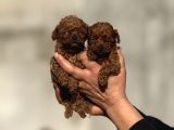 Microteacup Korea Poodle Disi Erkek Bebekler
