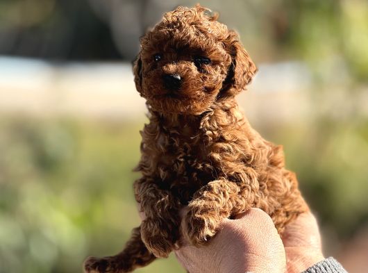 Microteacup korea poodle disi erkek bebekler