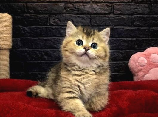 A Kali̇te Bri̇tti̇sh Shorthai̇r Kedi̇leri̇mi̇z görsel