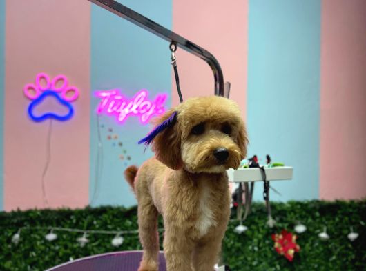Maltipo Cins Köpek görsel