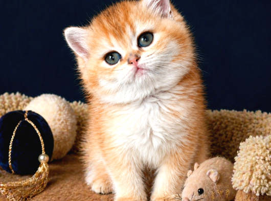 British Shorthair Golden Ve Golden Point Yavrular