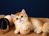 British Shorthair Golden Ve Golden Point Yavrular