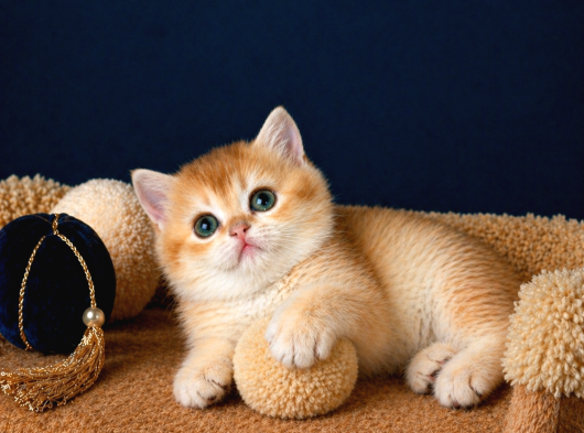 British Shorthair Golden Ve Golden Point Yavrular görsel