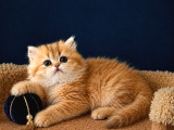 British Shorthair Golden Ve Golden Point Yavrular