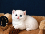 British Shorthair Golden Ve Golden Point Yavrular