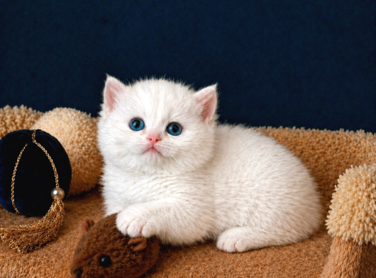 British Shorthair Golden Ve Golden Point Yavrular görsel