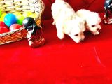 Xs maltese bebekler