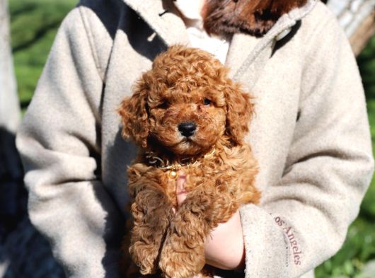 Malti̇poo Ci̇nsi̇ Yavrular Ev Üreti̇mi̇