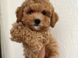 Malti̇poo Ci̇nsi̇ Yavrular Ev Üreti̇mi̇