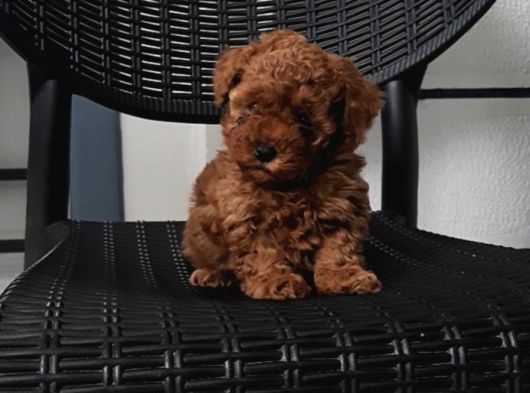 Di̇şi̇ Aşılı 800Gr Teacup görsel