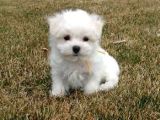 MALTESE TERRİER CİNSİ