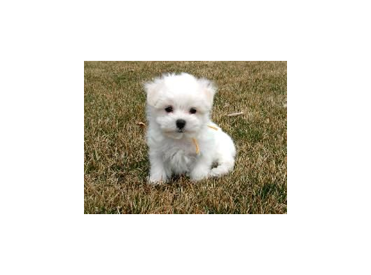 Maltese Terri̇er Ci̇nsi̇