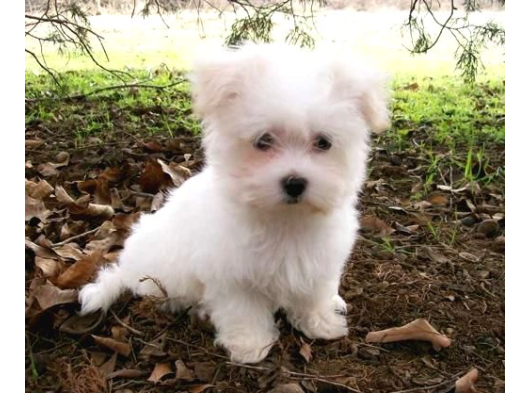Maltese Terri̇er Ci̇nsi̇ görsel