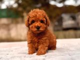 TOY POODLE SEVİMLİ YAVRULAR EV ÜRETİMİ