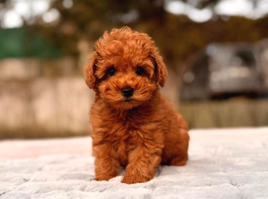 Toy Poodle Sevi̇mli̇ Yavrular Ev Üreti̇mi̇