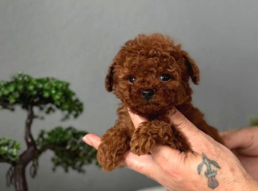 Toy Poodle Sevi̇mli̇ Yavrular Ev Üreti̇mi̇ görsel