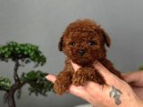 Toy Poodle Sevi̇mli̇ Yavrular Ev Üreti̇mi̇ 