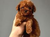 Toy Poodle Sevi̇mli̇ Yavrular Ev Üreti̇mi̇ 