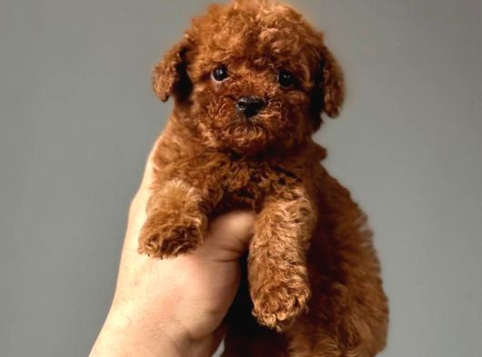 Toy Poodle Sevi̇mli̇ Yavrular Ev Üreti̇mi̇  görsel
