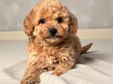 Malti̇poo Ci̇nsi̇ Yavrular Ev Üreti̇mi̇