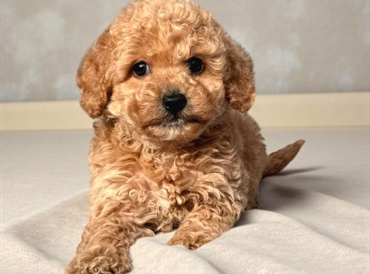 Malti̇poo Ci̇nsi̇ Yavrular Ev Üreti̇mi̇ görsel