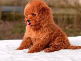 Malti̇poo Ci̇nsi̇ Yavrular Ev Üreti̇mi̇
