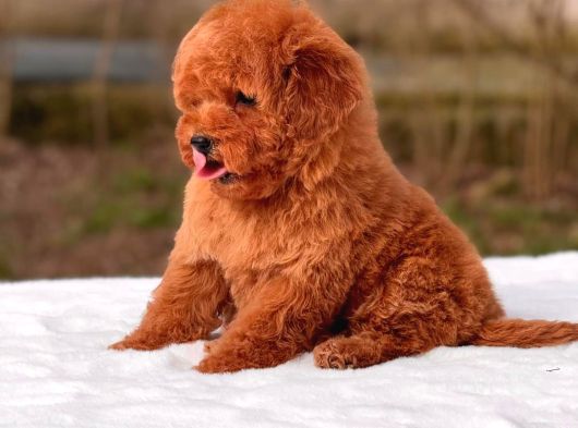 Malti̇poo Ci̇nsi̇ Yavrular Ev Üreti̇mi̇ görsel