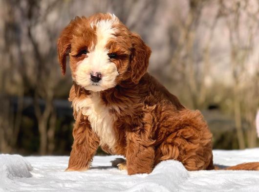 Malti̇poo Ci̇nsi̇ Yavrular Ev Üreti̇mi̇