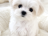 Maltese Terrier bebeklerimiz