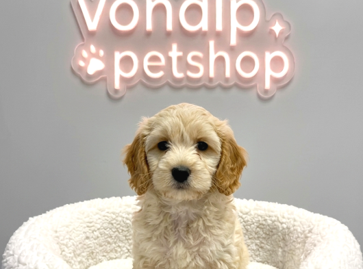 Vonalp Pet Garantisiyle Efsane Güzelli̇kte Malti̇poo