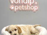 Vonalp Pet Garantisiyle Efsane Güzelli̇kte Malti̇poo