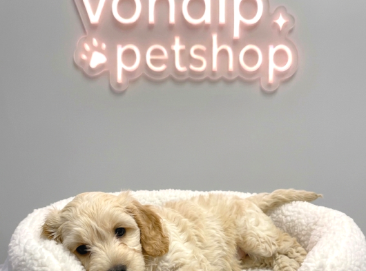 Vonalp Pet Garantisiyle Efsane Güzelli̇kte Malti̇poo görsel