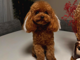 Orji̇nal Toy Poodle Yavrulari Ankara