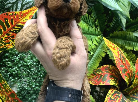 Orji̇nal Toy Poodle Yavrulari Ankara görsel