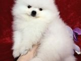 Pomerian Boo Yavrulari Ankara Teddy Bear