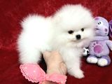 Pomerian Boo Yavrulari Ankara Teddy Bear