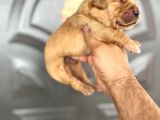 Golden Retriewer Yavrular