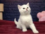 Bri̇tti̇sh Shorthai̇r Mi̇ni̇kleri̇mi̇z
