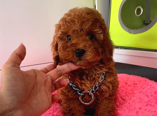 Çiflikten Poodle Yavrularımız Dişi Ve Erkek görsel