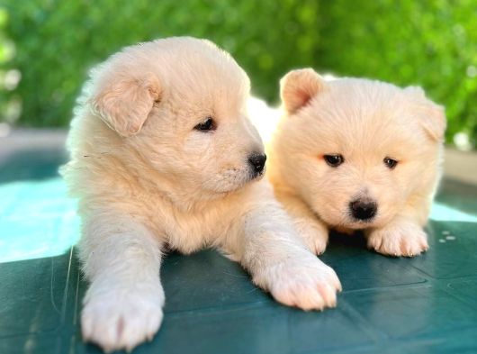 Samoyed Bebekleri̇mi̇z