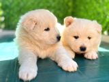 Samoyed Bebekleri̇mi̇z