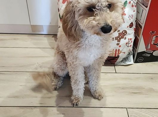 Toy Poodle Sahiplendirmek Istiyoruz