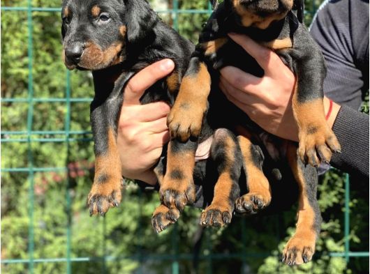En Sadık Dost Doberman Yavrular görsel