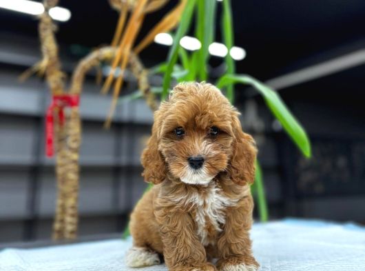 Malti̇poo Ci̇nsi̇ Yavrular Ev Üreti̇mi̇