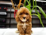 Malti̇poo Ci̇nsi̇ Yavrular Ev Üreti̇mi̇