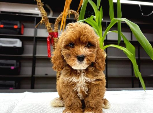 Malti̇poo Ci̇nsi̇ Yavrular Ev Üreti̇mi̇ görsel
